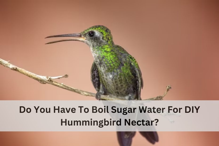 Do You Have To Boil Sugar Water For DIY Hummingbird Nectar?