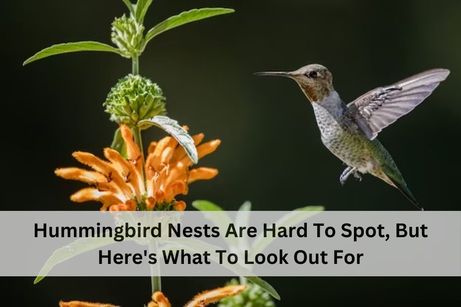 Hummingbird Nests Are Hard To Spot, But Here's What To Look Out For