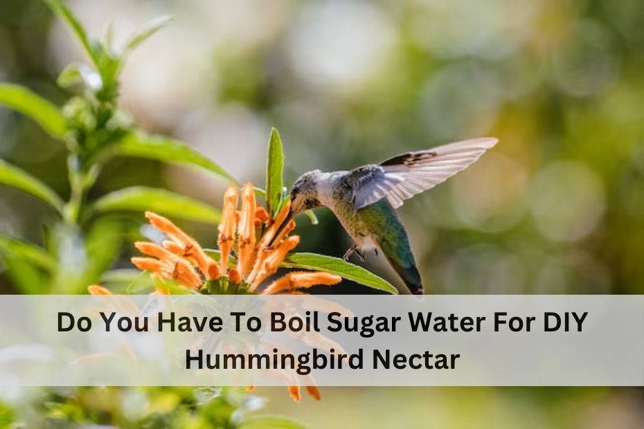 Do You Have To Boil Sugar Water For DIY Hummingbird Nectar?